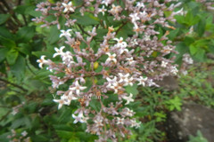 Hedyotis purpurascens